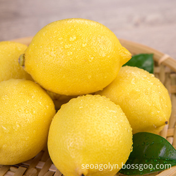 Rich Quality Wholesale Fresh Yellow Lemons